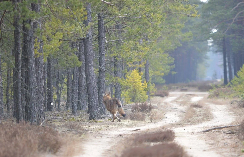 Wilk uchwycony przez pracownika Nadleśnictwa Kościerzyna na początku kwietnia Wilk uchwycony przez pracownika Nadleśnictwa Kościerzyna na początku kwietnia