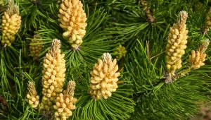 Sosna pyli do połowy czerwca. Sprawdź jak zmyć żółty pył
