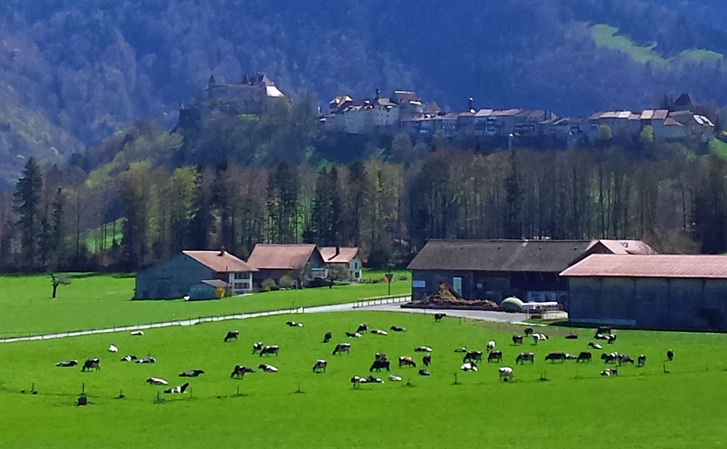 Na soczyście zielonej trawie w Gruyères pasą się biało-czarne krowy