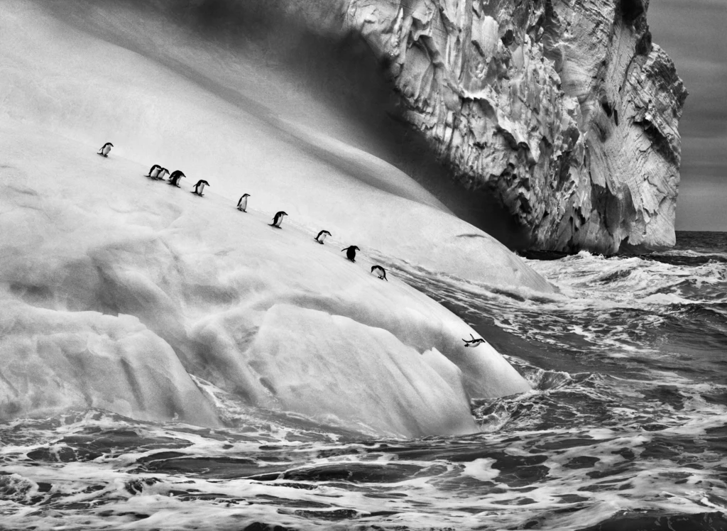 Pingwiny maskowe (Pygoscelis antarctica) na lodowcu znajdującym się pomiędzy Wyspą Zawodowskiego a Wyspą Wysoką. Sandwich Południowy. 2009. “© Sebastião SALGADO / Amazonas images