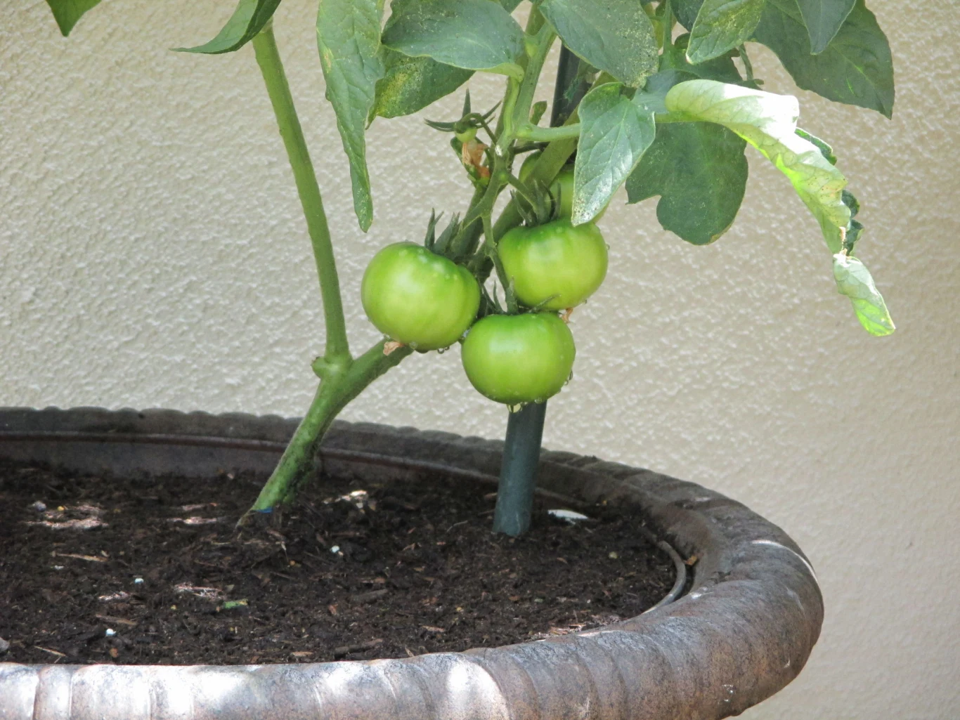 Pomidory mają tendencję do magazynowania wody, więc nie możemy ich przelewać