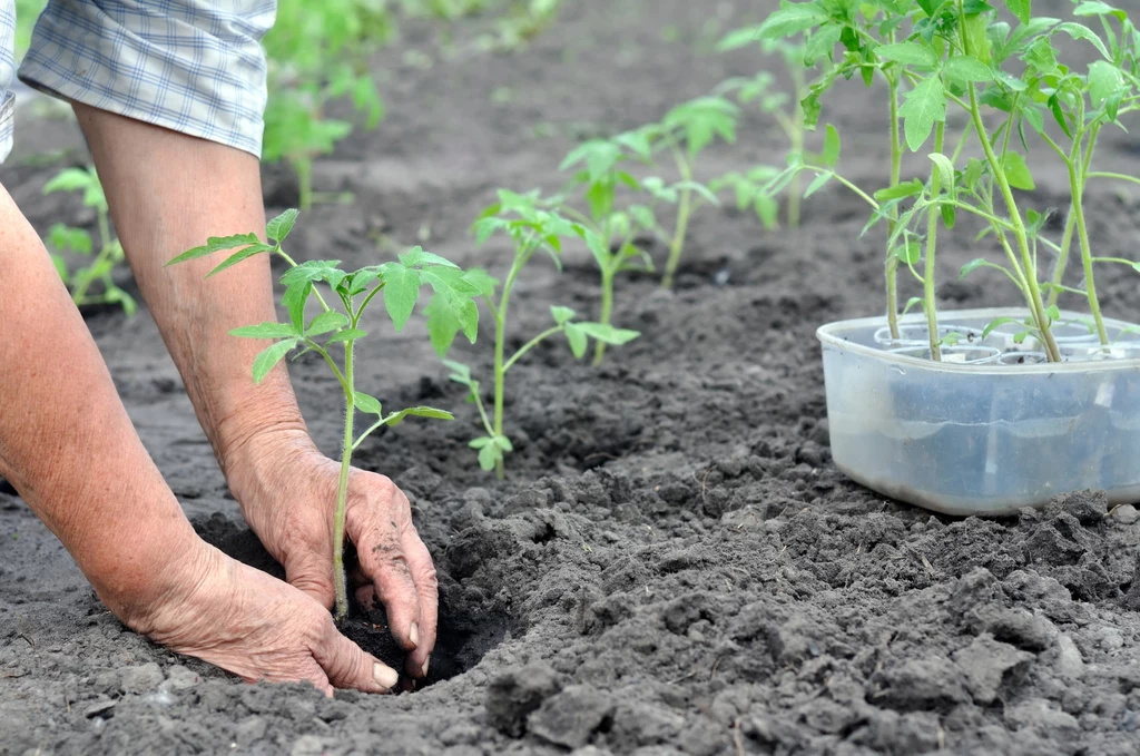 Pomidory w szklarni posadź w sąsiedztwie roślin sprzyjających ich zdrowiu