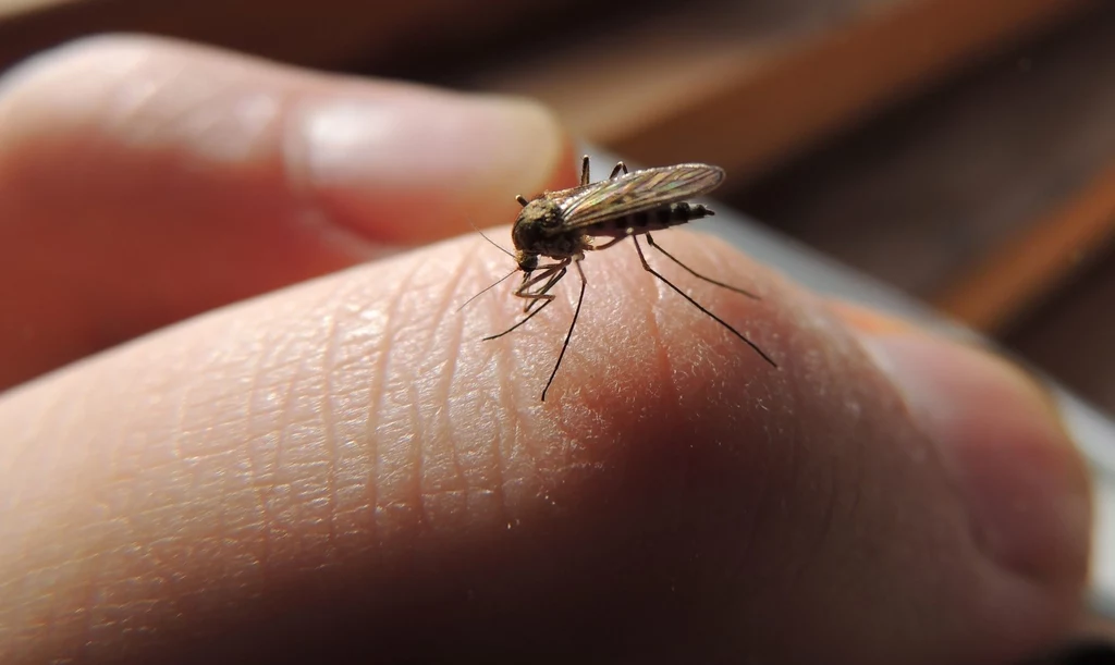 Niektóre roślinne związki i lotne olejki przynoszą ulgę po ukąszeniu komara