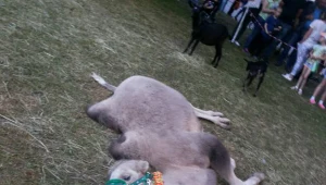 Wyczerpany wielbłąd na festynie Wiosna nad Nysą w Gubinie