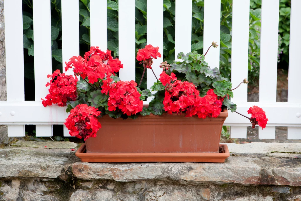 Pelargonie podlewamy dość obficie i tylko rano