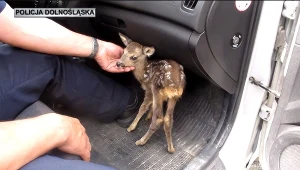 Sarenka trafiła pod opiekę leśników
