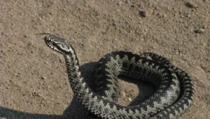 Żmija zygzakowata to jedyny jadowity wąż w Polsce