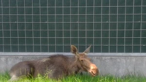 Klępa została farmakologiczne uśpiona