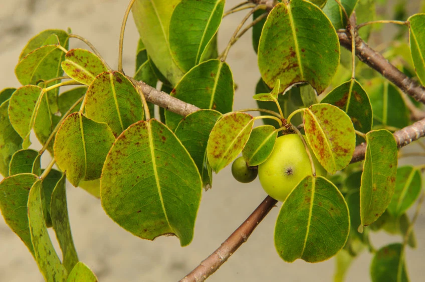 Owoce manchineel można pomylić z jabłkami