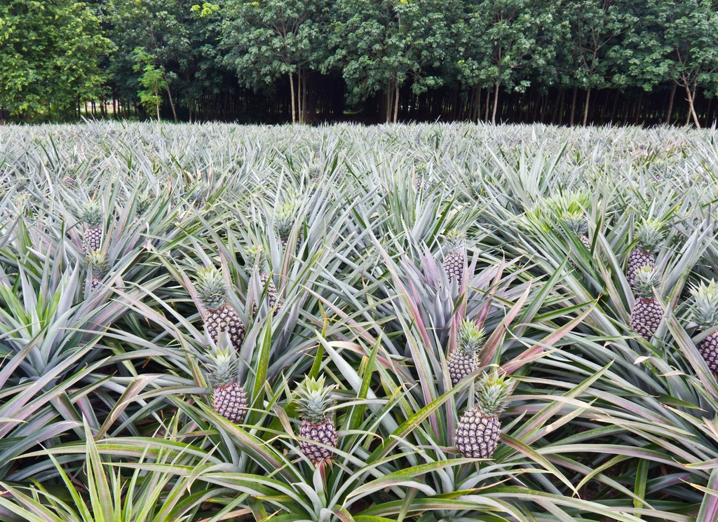 Liście ananasa - roślinna alternatywa dla rynku skór