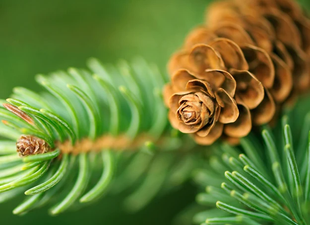 Sosna pachnie, ale ma rzadkie igły.