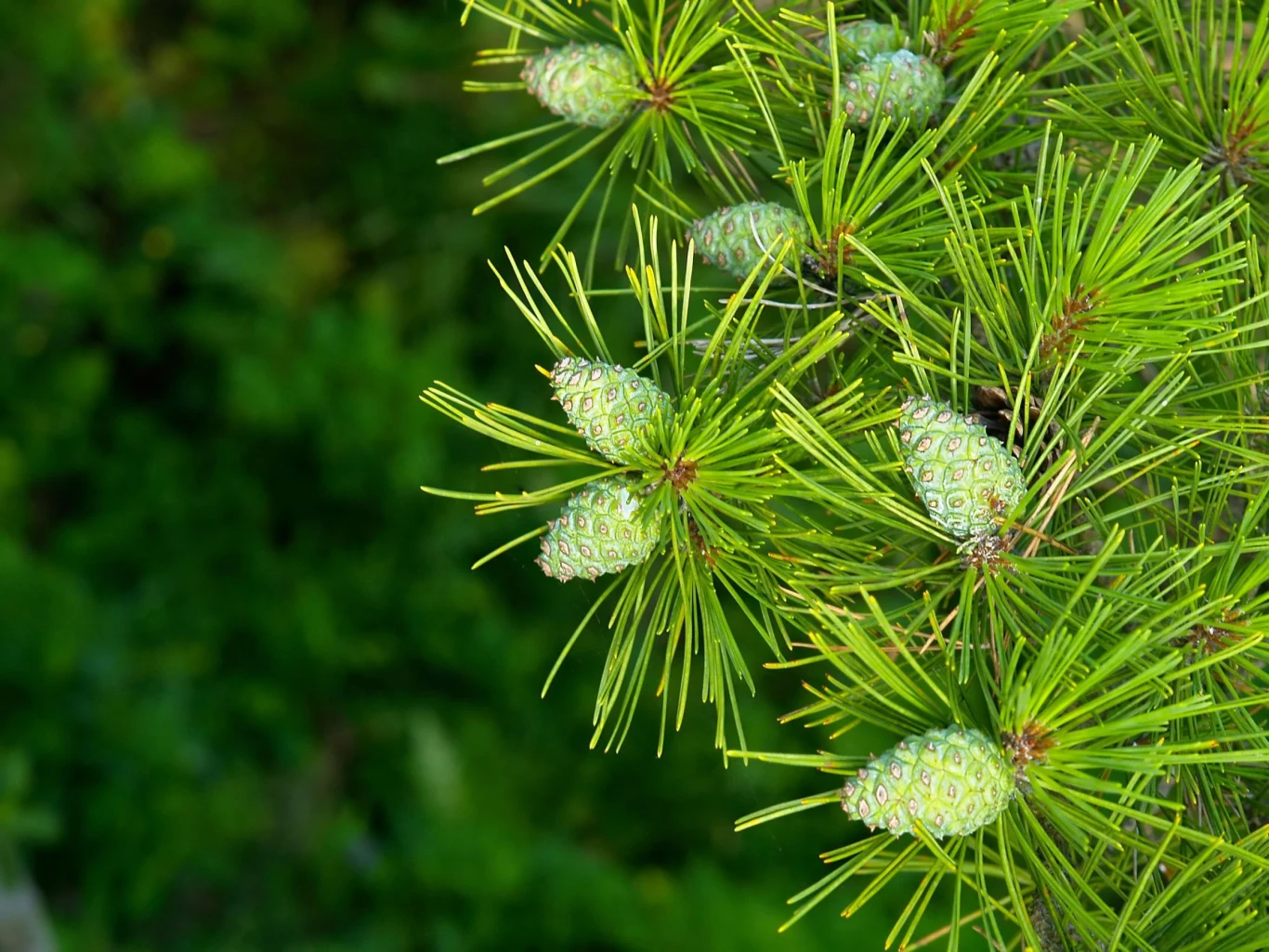 Młode szyszki sosny mają wiele cennych właściwości Młode szyszki sosny mają wiele cennych właściwości