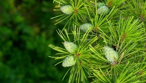 Mało kto wie, że są jadalne. Tymczasem to bomba witaminowa i to za darmo