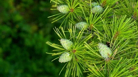 Młode szyszki sosny mają wiele cennych właściwości