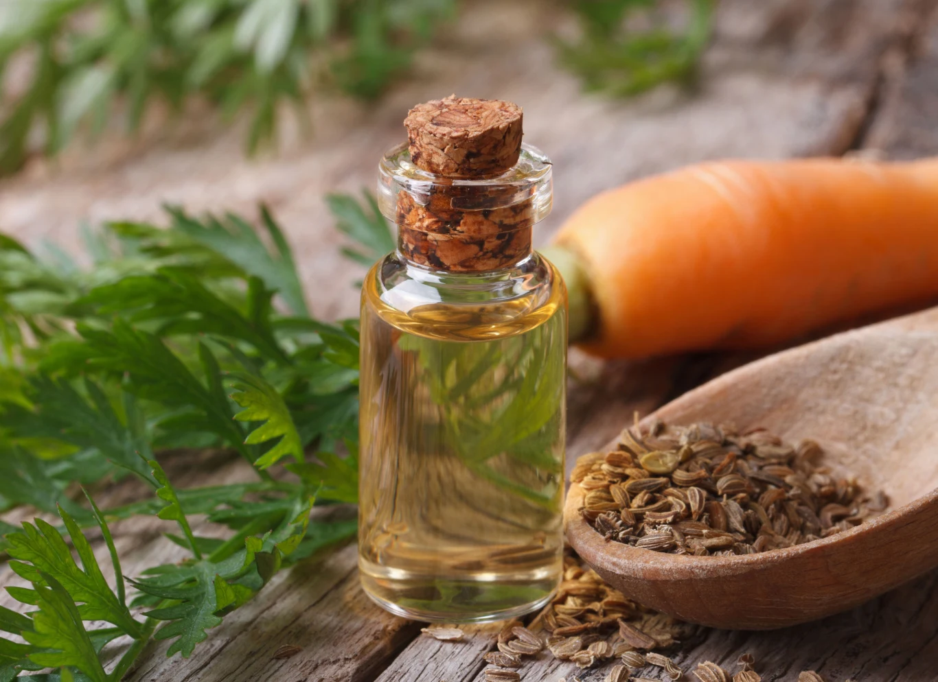 Olejek z nasion marchwi charakteryzuje się bursztynowym kolorem i specyficznym zapachem. 