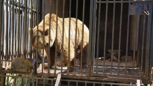 Niedźwiedź zarekwirowany przez policję