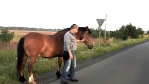 Koń galopował drogą ekspresową