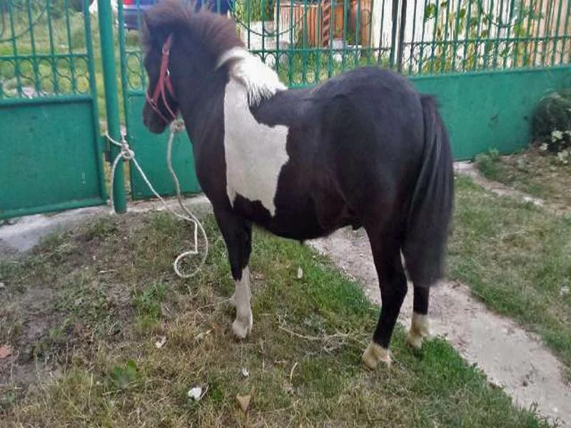 Kucyk dobrze zniósł wypadek