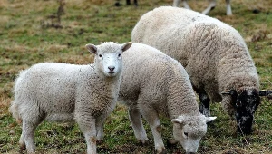 zdjęcie ilustracyjne