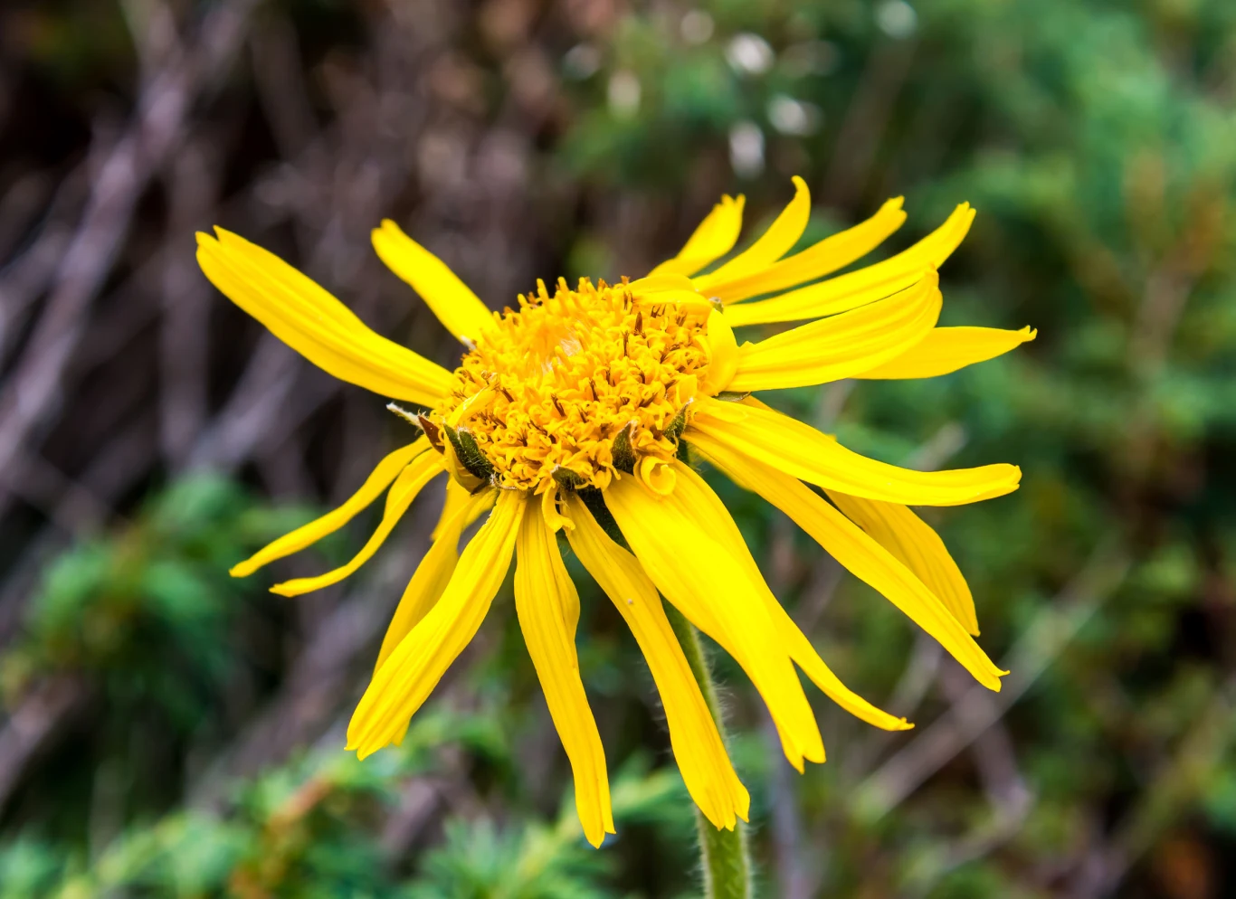 Arnika występuje na terenach górskich i jest pod ochroną. Chcąc zrobić maść kup arnikę w sklepach zielarskich 
