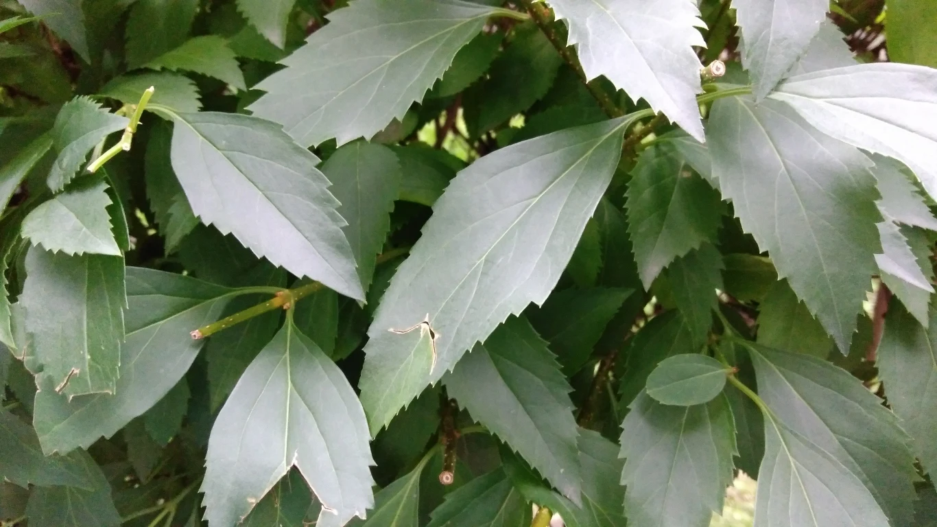 Zdjęcie wykonane telefonem ZTE Axon Mini Zdjęcie wykonane telefonem ZTE Axon Mini