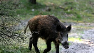 zdjęcie ilustracyjne