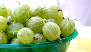 Agrest stracił na popularności, a szkoda. W tym sezonie sięgaj po niego częściej, bo jest bardzo zdrowy