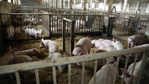 zdjęcie ilustracyjne