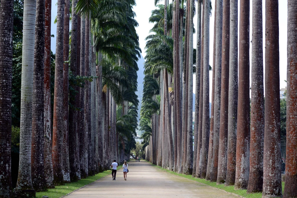 Aleja Palm Królewskich w ogrodzie botanicznym w sercu Rio