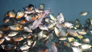 Piranie mogą byc groźne dla człowieka