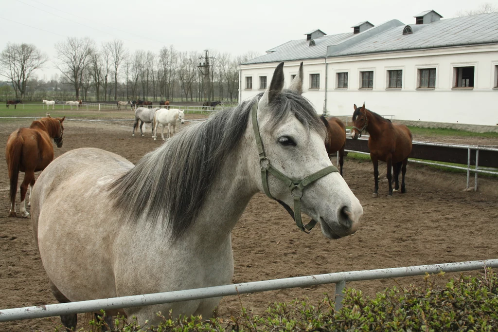 Stadnina w Janowie Podlaskim Stadnina w Janowie Podlaskim