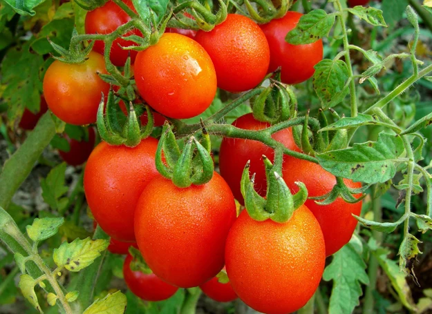 Pomidory wyróżniają się m.in. niską zawartością cukru