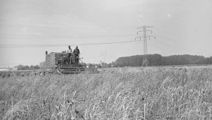 Koszenie i młócenie pszenicy kombajnem Bizon