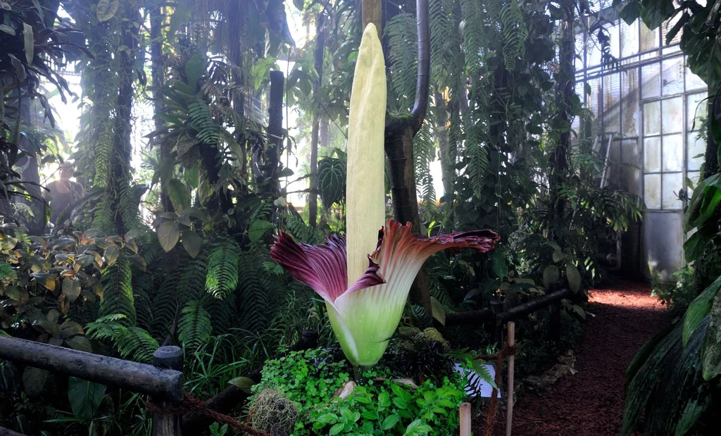 Amorphophallus titanum - roślina która pachnie trupem