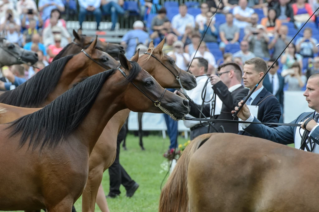 Święto Konia Arabskiego w Janowie Podlaskim Święto Konia Arabskiego w Janowie Podlaskim