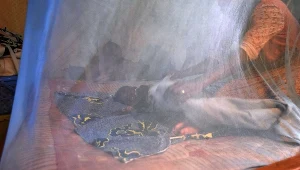 Wirus Zika przenoszoną komary