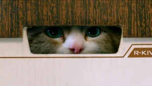 "Jak zostać kotem", czyli kot w roli głównej