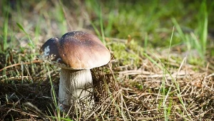 Ceny grzybów na targach są stabilne, jednak wkrótce zaczną rosnąć