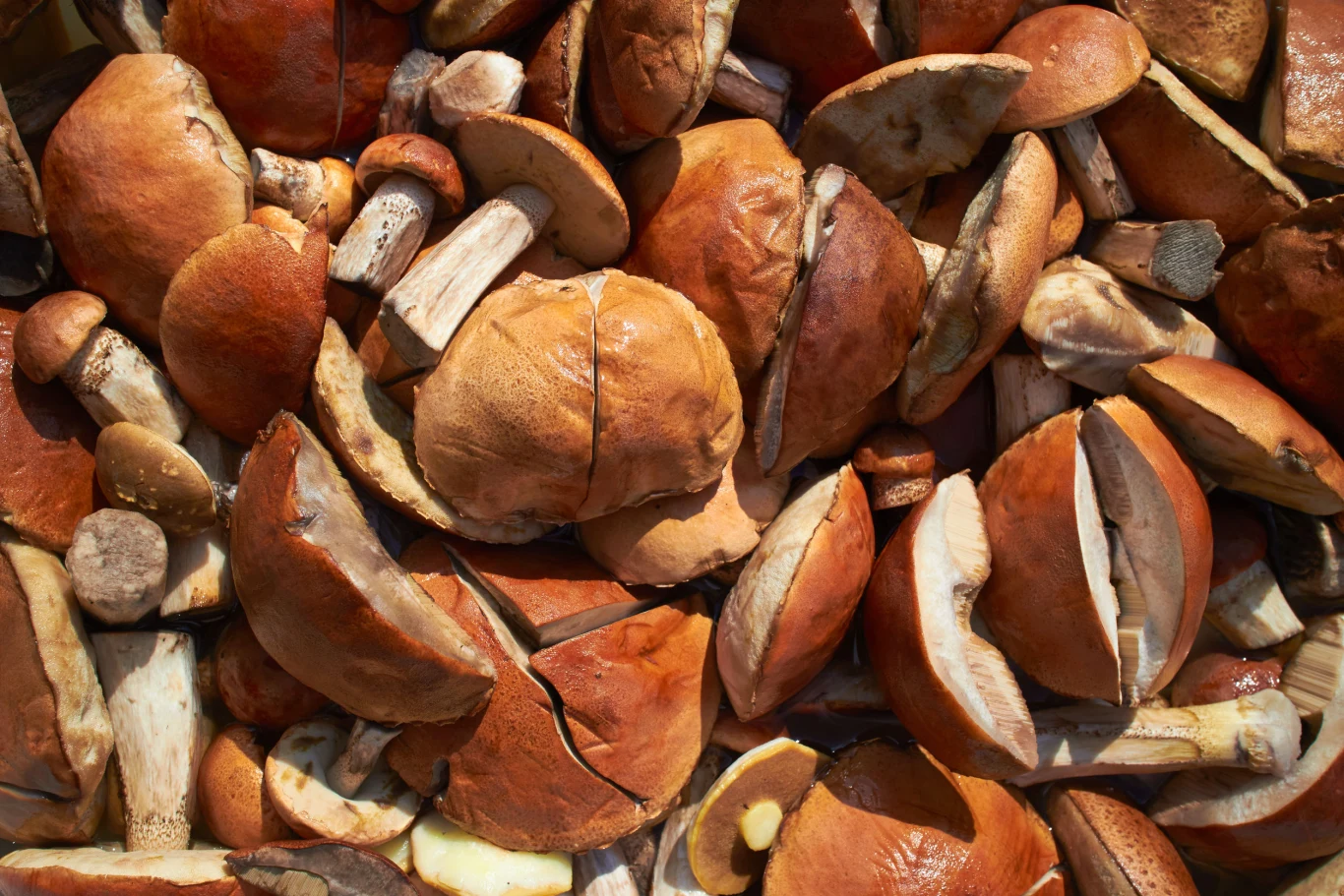 Do przygotowania zupy grzybowej ze świeżych grzybów można użyć różnego rodzaju grzybów. Do przygotowania zupy grzybowej ze świeżych grzybów można użyć różnego rodzaju grzybów.