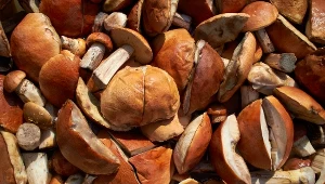 Zebrane grzyby można sprzedaż w skupie. Żeby zaoferować je na straganie, trzeba uzyskać z sanepidu darmowy atest