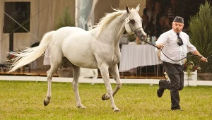 Pokaz Koni Arabskich Czystej Krwi "Pride of Poland", na zdjęciu Emira