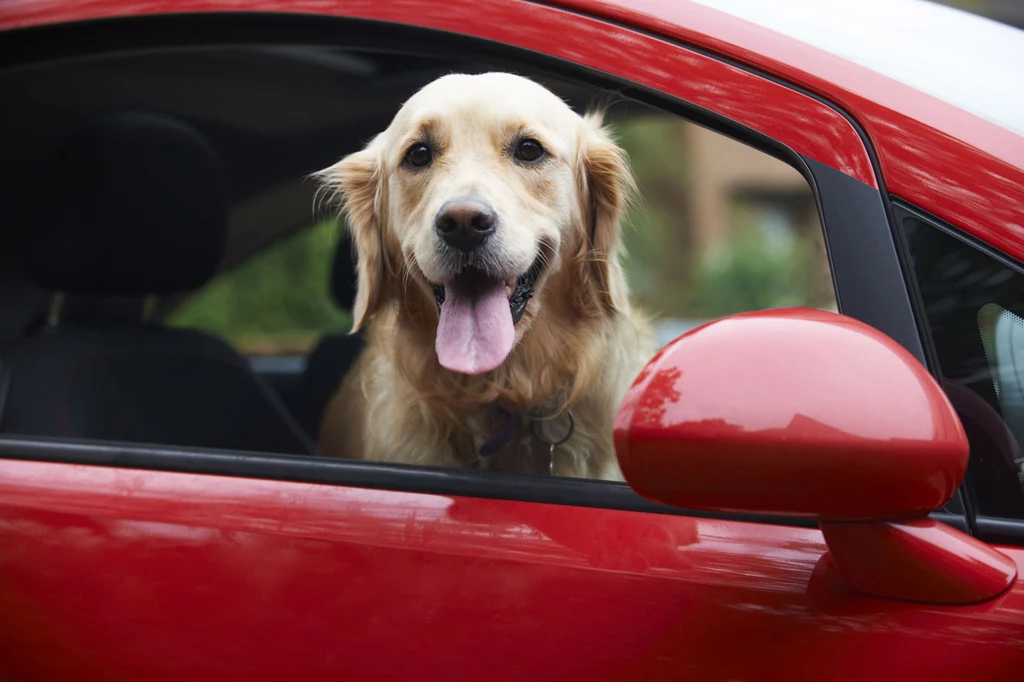 Jak przewozić psa w samochodzie? 