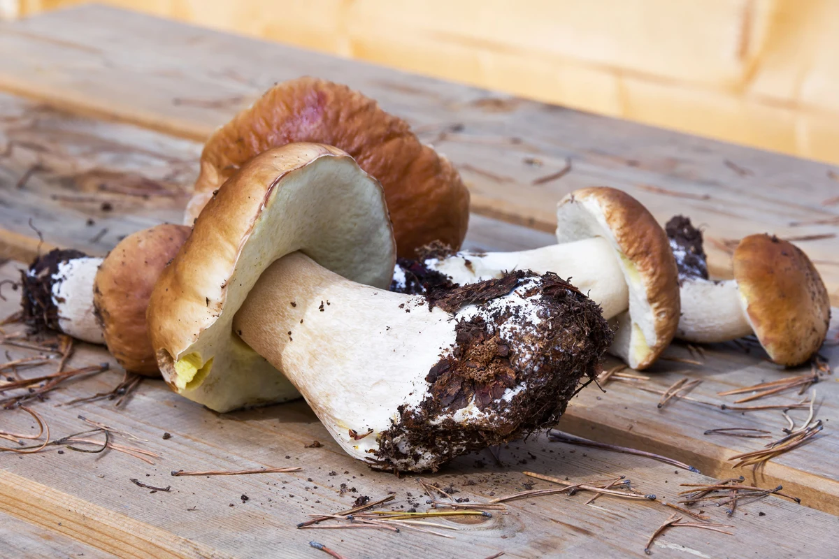 Borowik jest najszlachetniejszym grzybem