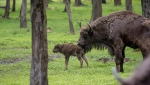 Żubry rasy białowiesko-kaukaskiej w stanie dzikim znajdują się wyłącznie w Bieszczadach