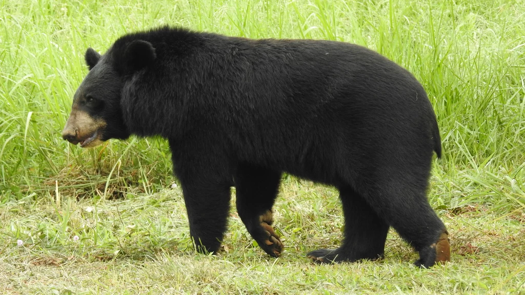 Niedźwiedź himalajski może ważyć nawet 150 kilogramów