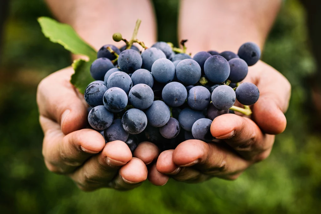 Winogrona mają szereg korzystnych właściwości