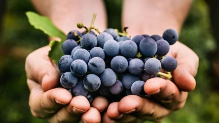 Winogrona będą miały znacznie więcej owoców, jeśli w sierpniu zadbasz o nie odpowiednio