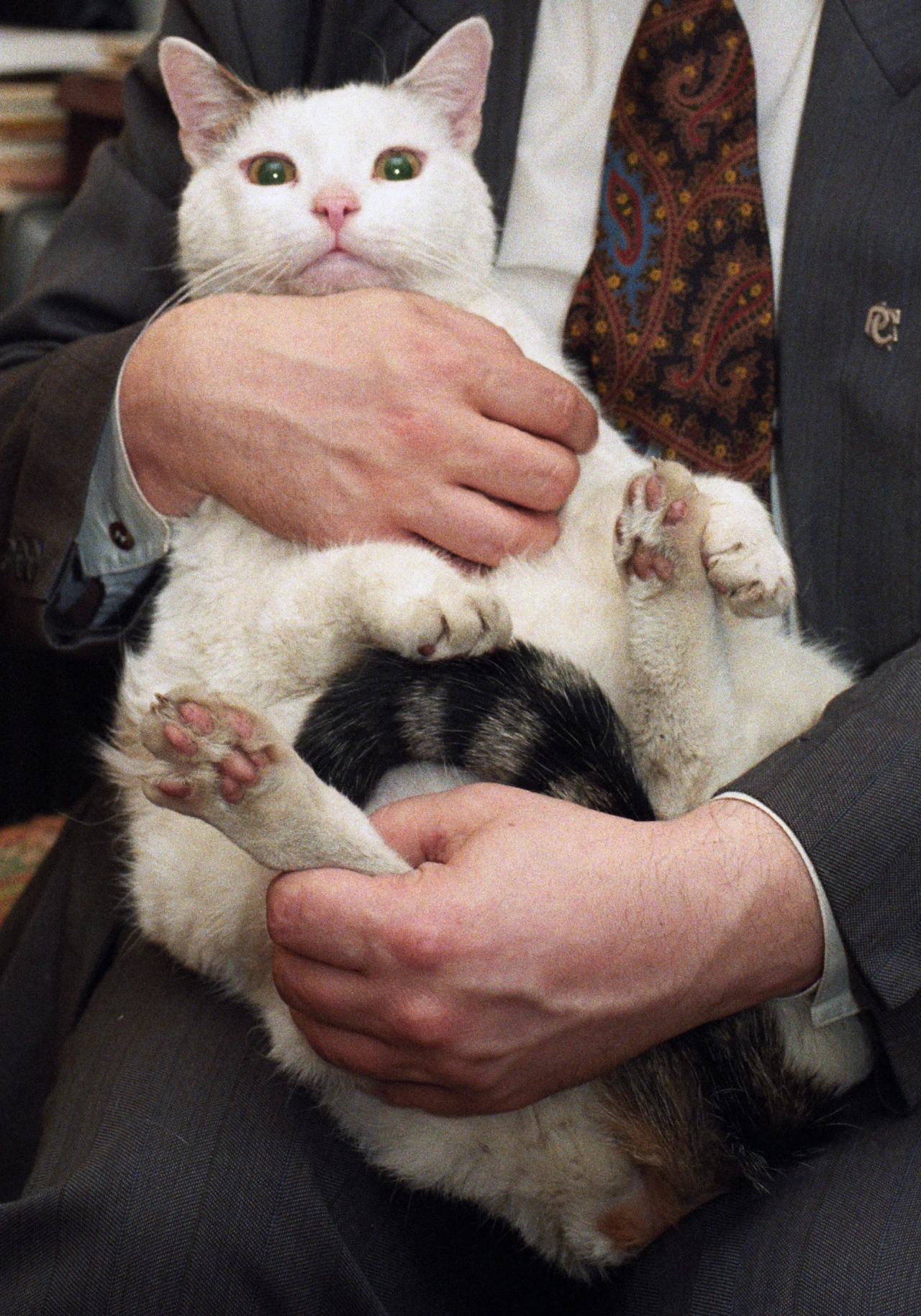 Kotek prezesa, Buś Kotek prezesa, Buś