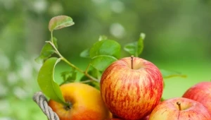 Jabłka są bardzo zdrowe dla dzieci