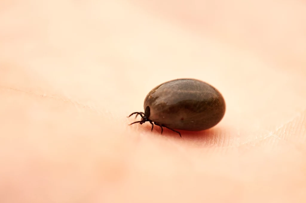 Leczenie nie daje stuprocentowej gwarancji, bo pasożyt może przyczaić się w tkankach lub wniknąć w DNA. Choroba może więc zaatakować kolejny raz. Dlatego warto robić badania kontrolne.